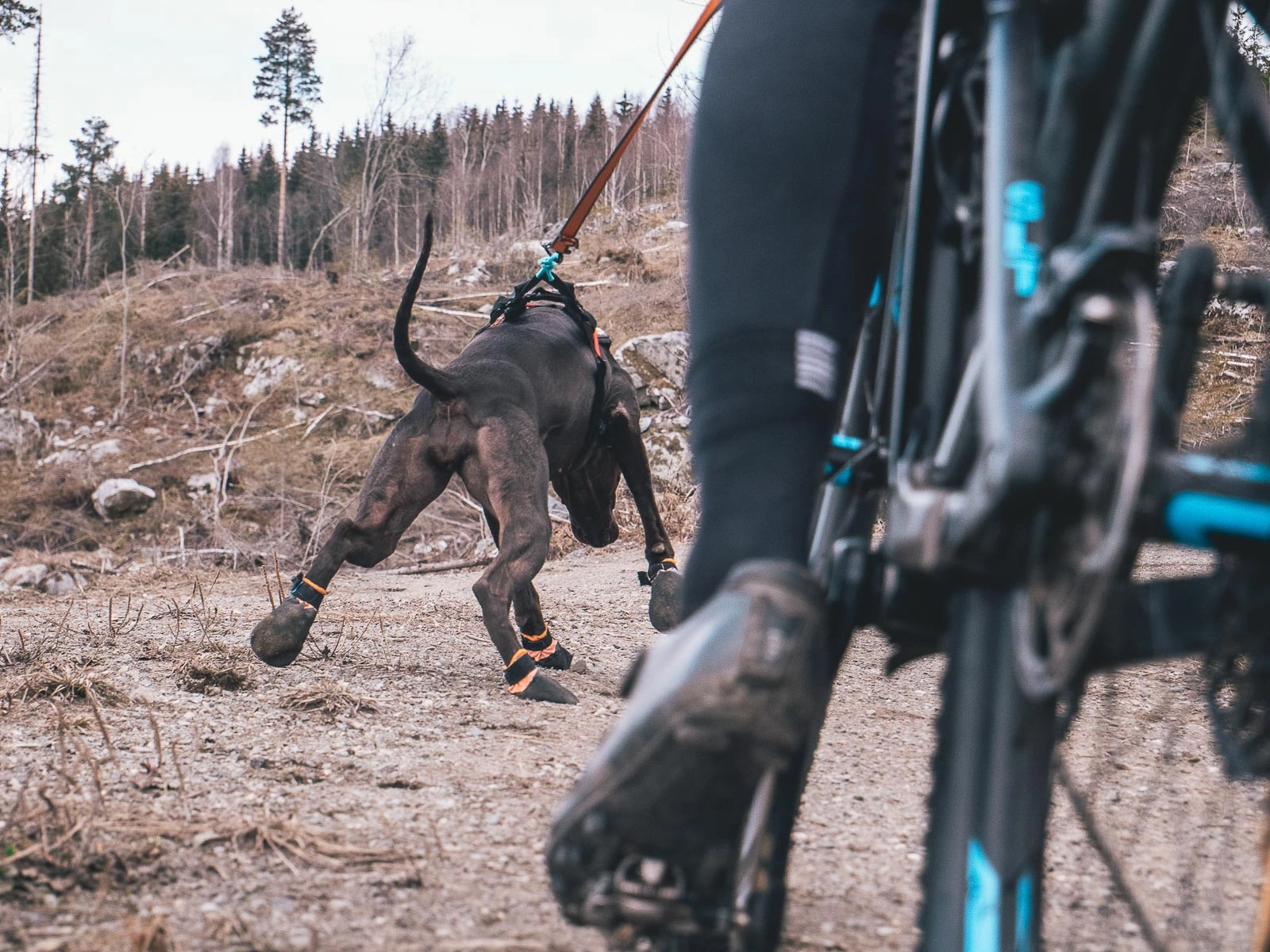 köpek koruyucu patik