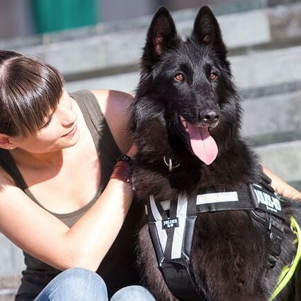 K9® Y Belt Göğüs Kayışı - Görsel 2